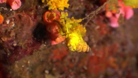 Wentletrap-snail-with-eggs-hanging-off-daisy-coral