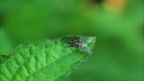 fly-insects-hd-videos.-black-fly-footage