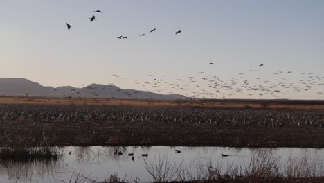 Hundreds-of-sandhill-cranes-landing-in-the-desert