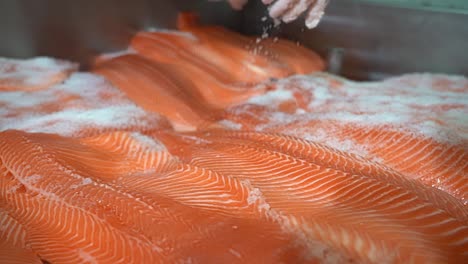 Beautiful-reverse-closeup-of-hand-sprinkling-salmon-and-trout-fillets-with-salt---Norway-fish-industry---Shallow-depth-handheld-slow-motion