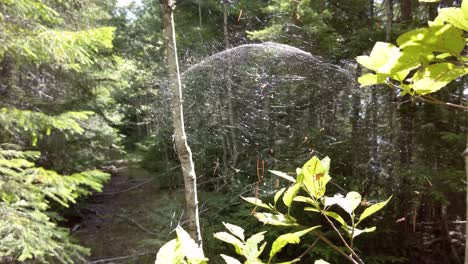 Spider-Web-Sphere-in-a-Tree-on-an-Old-Decommissioned-Logging-Road---Thunder-Mountain,-Vancouver-Island,-BC,-Canada