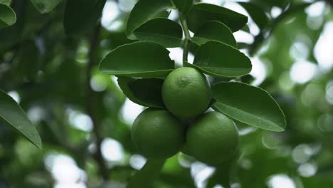 Limes-on-a-tree-outdoors-at-daytime-close-up