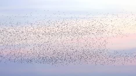 A-flock-of-starlings-against-a-colored-sky-at-sunset
