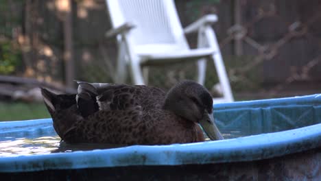 video-poultry-bathing,-slow-motion-video-of-duck-playing-water,-black-duck-washing-itself-in-a-bucket-of-water-and-cleaning-feathers
