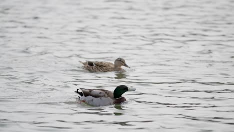 Slow-motion-shot-with-focus-pull-on-two-ducks-swimming-on-the-lake