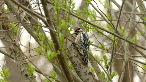 Hairy-Woodpecker-Foraging-and-Hunting-For-Bug-on-Tree,-Real-Time