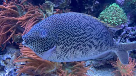 Blue-exotic-coral-reef-fish-with-cute-face-and-polka-dots