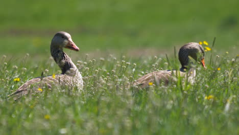 Pair-of-wild-geese-resting-in-flower-field-and-looking-for-food-during-sunny-day,close-up