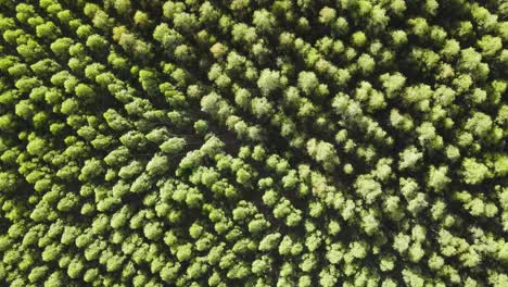 Wind-moving-through-an-eucalyptus-forest,-aerial-view