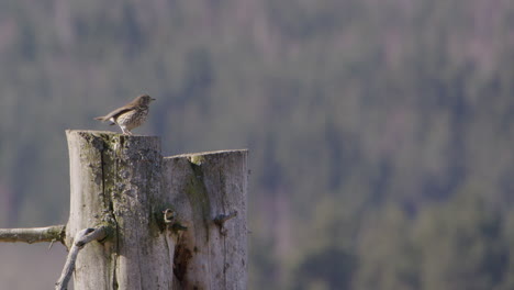 Hermit-thrush-bird-observing-from-a-tree-trunk-in-Sweden,-wide-shot