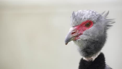 Frontal-close-up-of-red-and-grey-head-of-southern-screamer-bird