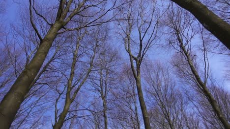 Tree-tops-spinning-around,-shot-in-a-forest-in-Denmark