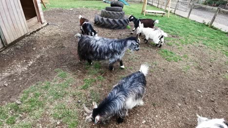 Rescued-Pygmy-goats-in-a-pen-minding-their-own-business