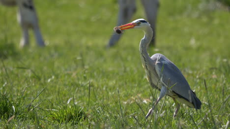 Tracking-shot-of-wild-heron-bird-catching-mouse-in-meadow-with-beak-during-hunt-in-nature
