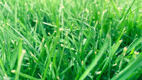 Grünes-Gras,-Nahaufnahme-Des-Rasens---Grasbewegung-In-Zeitlupe