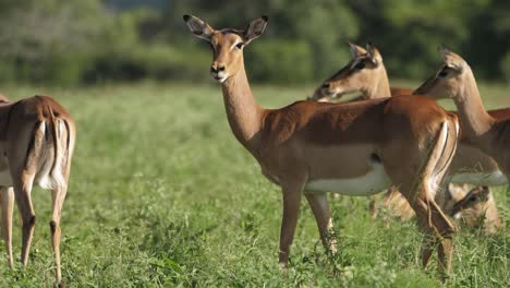 Herd-of-female-impala-with-their-young-calves-standing-in-a-grass-meadow