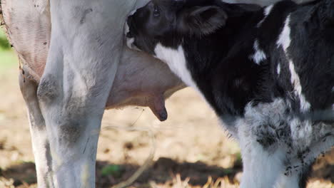 Closeup-shot-of-a-newborn-calf-trying-to-feed-from-its-mother,-black-and-white-diary-cows