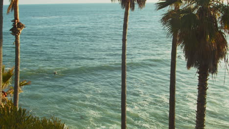 Un-Surfista-En-El-Agua-Frente-A-La-Costa-Del-Sur-De-California,-Enmarcado-Por-Palmeras-En-Primer-Plano