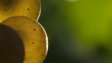 White-appealing-grapes-macro-in-slow-motion