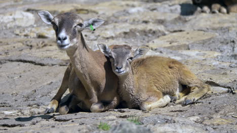 Mother-and-newborn-mouflon-lying-on-ground-and-eating-in-sunlight,close-up