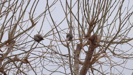 Ring-necked-doves-in-4k-in-a-winter-tree