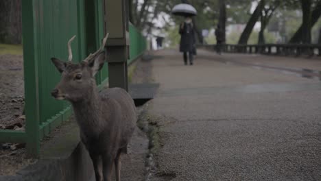 Deer-in-the-city-of-Nara-on-Rainy-Day
