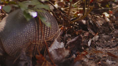 A-nine-banded-armadillo-plows-through-leaves-looking-for-food
