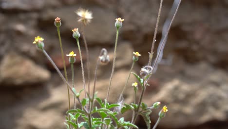 Willd-Blumen-In-Felsen