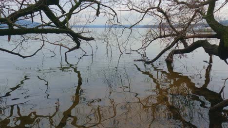 Tilt-up-of-dry-branches-reflected-in-lake-waters