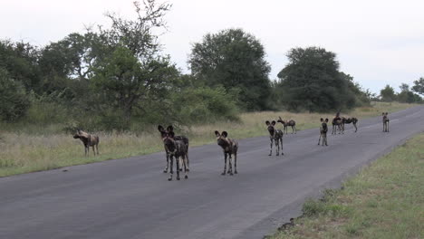 Wide-shot-of-a-pack-of-African-Wild-Dogs-standing-on-a-paved-road-and-watching-something-down-the-road-that's-peaked-their-interest