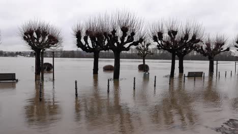 Los-árboles-Desnudos-Se-Sumergen-En-La-Inundación-Del-Río-Rin-En-Walluf,-Eltville,-Alemania