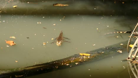 Lizard-swimming-in-a-pond-full-of-tadpoles-on-sunny-day