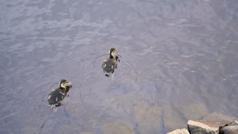 Eine-Mutter-Und-Kleine-Enten-Schwimmen-Auf-Einem-Großen-See