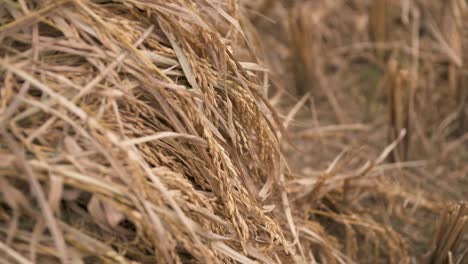 Fresh-Harvest-Brown-Rice-Crops-blowing-in-the-Wind---Close-Up-Rack-Focus