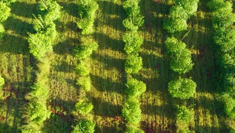 Afrikanische-Bambusfarm,-Gefilmt-Mit-Einer-Drohne