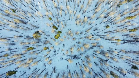 Top-down-view-of-snow-capped-conifers-treetop-in-snowy-forest