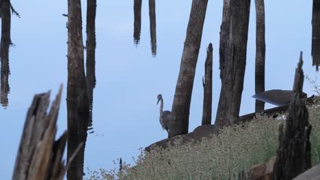 Heron-carefully-walks-through-sunken-tree-posts-in-a-lake-looking-in-all-directions