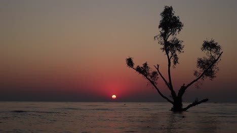 Wunderschöner-Sonnenuntergang-Mit-Einem-Baum-Mitten-Im-Meer