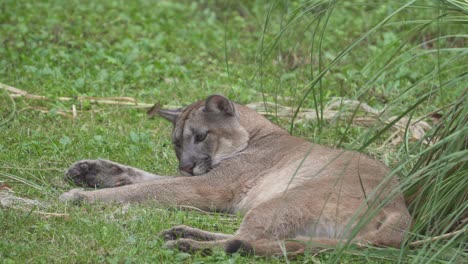 A-Cougar-lying-on-the-grass-and-beeing-annoyed-by-flies