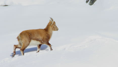 A-baby-ibex-is-walking-up-a-snowy-mountain