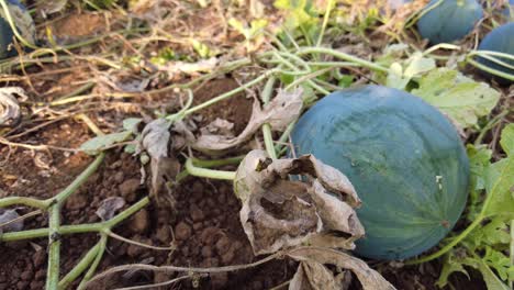 Growing-Watermelon-On-The-Field---Watermelon-In-A-Vegetable-Garden---high-angle,-close-up