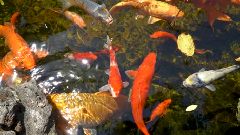 Koi-Fische-Schwimmen-Lebhaft-Im-Glänzenden-Kristallklaren-Wasser-Des-Gartenteichs