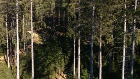 Majestic-pine-trees-in-close-up-aerial-view,-drone-descend-and-push-out