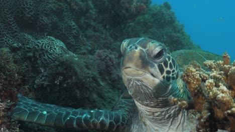 Eine-Sehr-Detaillierte-Nahaufnahme-Einer-Schläfrigen-Grünen-Meeresschildkröte,-Die-Ihren-Kopf-Und-Ihren-Faltigen-Hals-Von-Ihrem-Ruheplatz-An-Einem-Korallenriff-Hebt