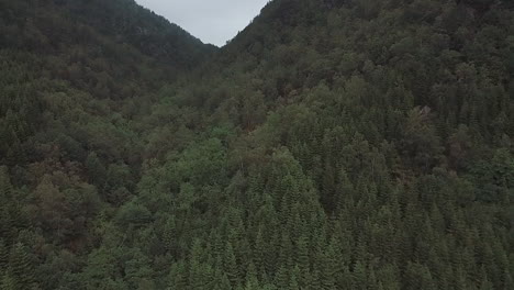 Drone-shot-of-a-conifer-forest-near-a-fjord-in-Norway