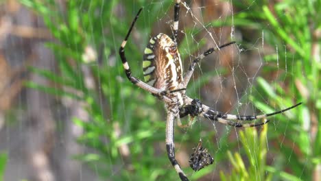 Female-wasp-spider-on-her-web-feeding-on-an-insect,-spain,-close-up-slow-motion
