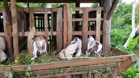 Several-goats-in-the-pen-are-eating-grass