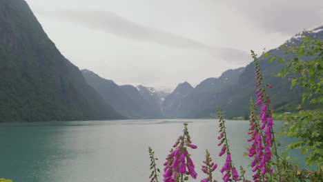 Fingerhut-Am-Oldevatnet-See-Im-Wunderschönen-Stryn,-Norwegen-–-Weite,-Statische-Aufnahme