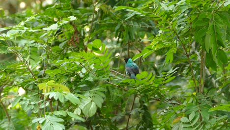 A-male-Green-Honeycreeper-sitting-in-a-tree-in-a-lush-green-rain-forest,-Chlorophanes-spiza