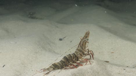 Unique-underwater-perspective-panning-view-of-a-large-prawn-sitting-stationary-on-the-bottom-of-the-ocean